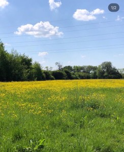 POETRY – Buttercups