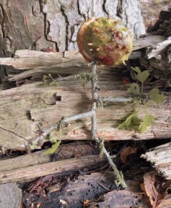 POETRY – FALL INTO AUTUMN